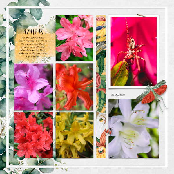 230508_azalea