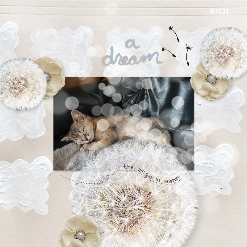 230509_Pip Dream