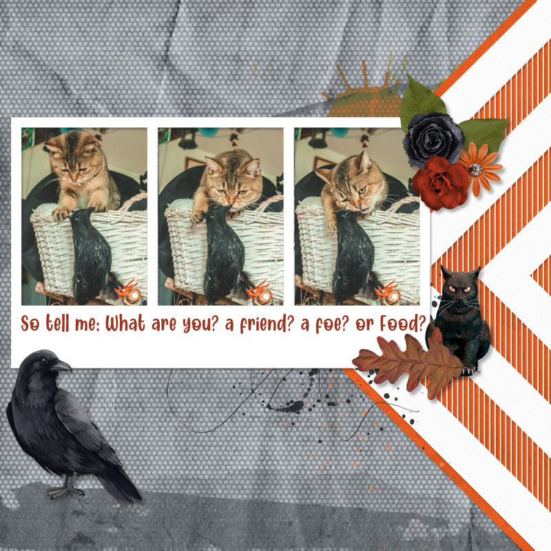 231025_Pip Crow01