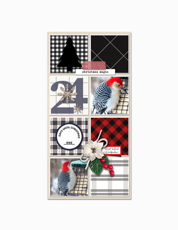24-Day-24_RedBellied-Woodpecker_web