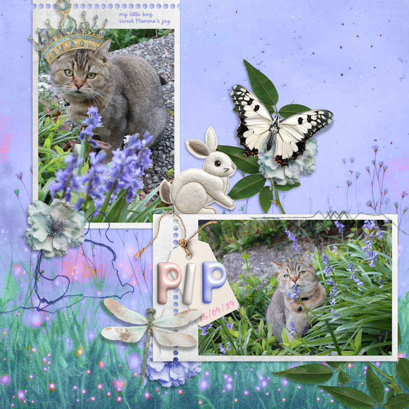 240415_Pip Bells
