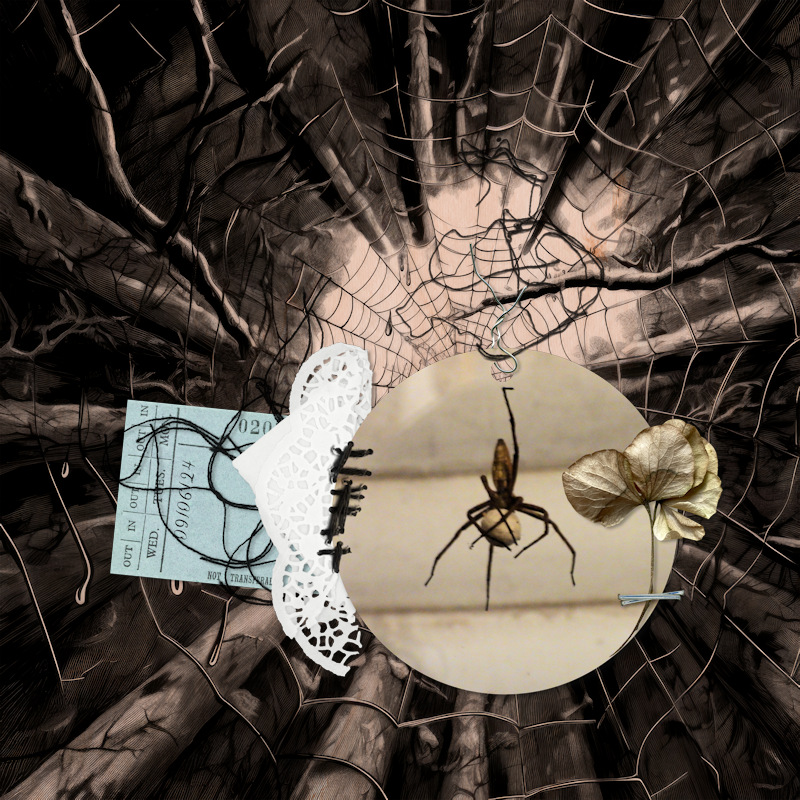 240609_spider