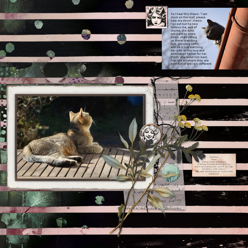 241202_cats