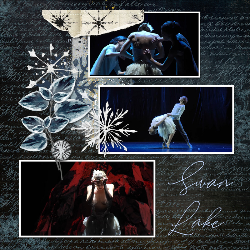241204_swan Lake1