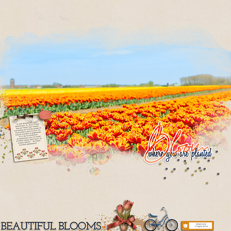 25-03_ninigoesdigi_AYIB_Tulip