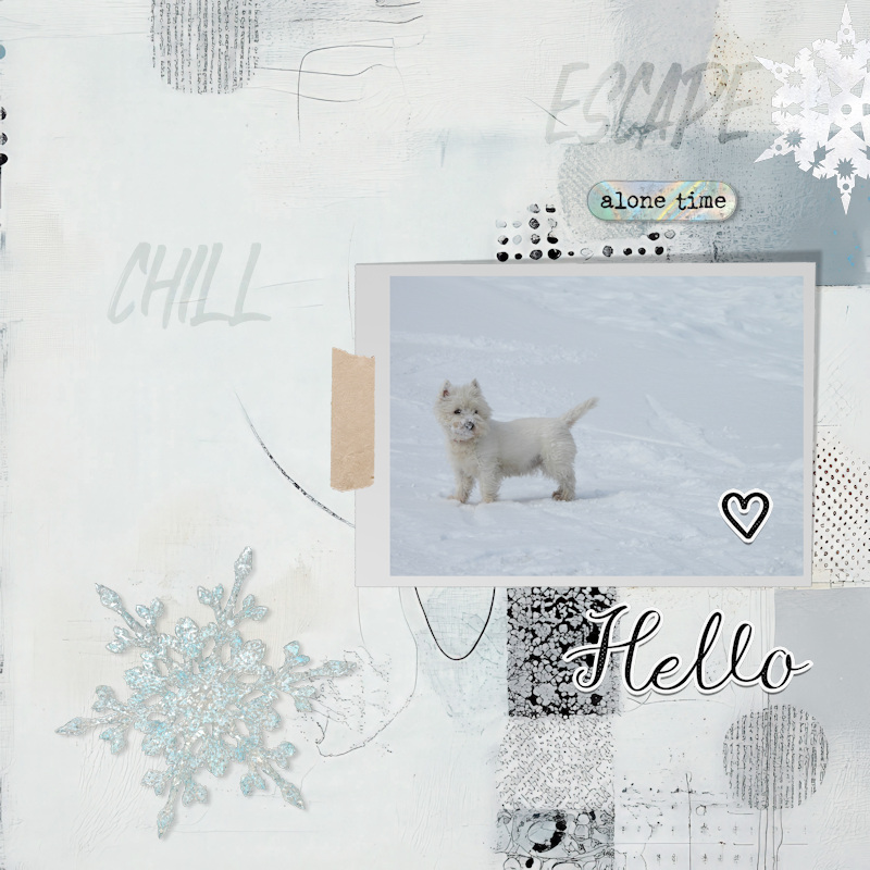 250301_Westie