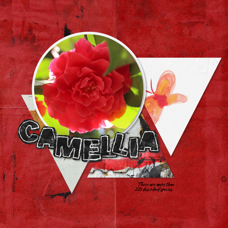 250405_camellia01