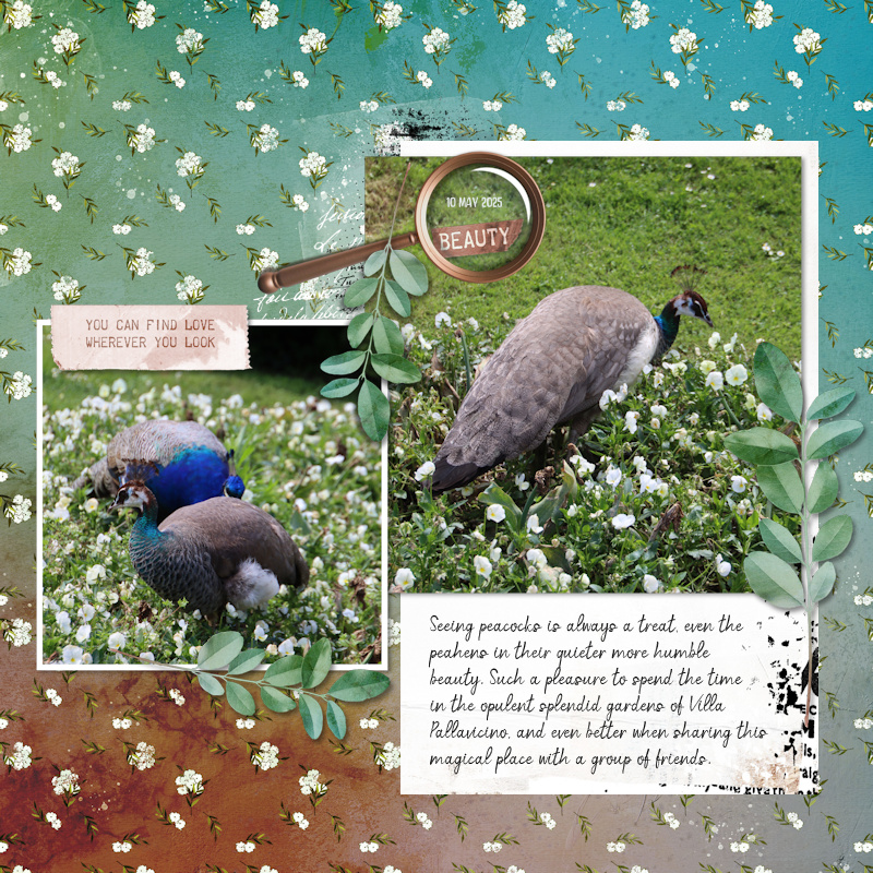 250510_peacocks