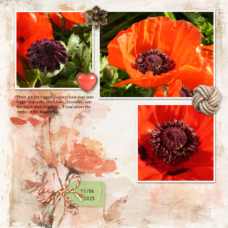 250611_poppy
