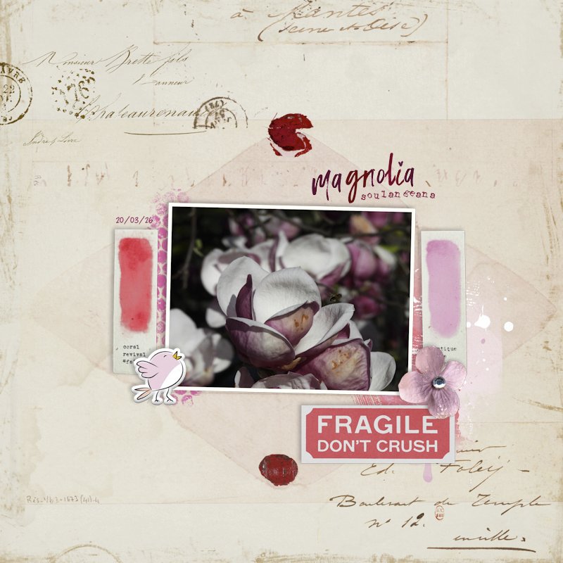 260320_magnolia.jpg