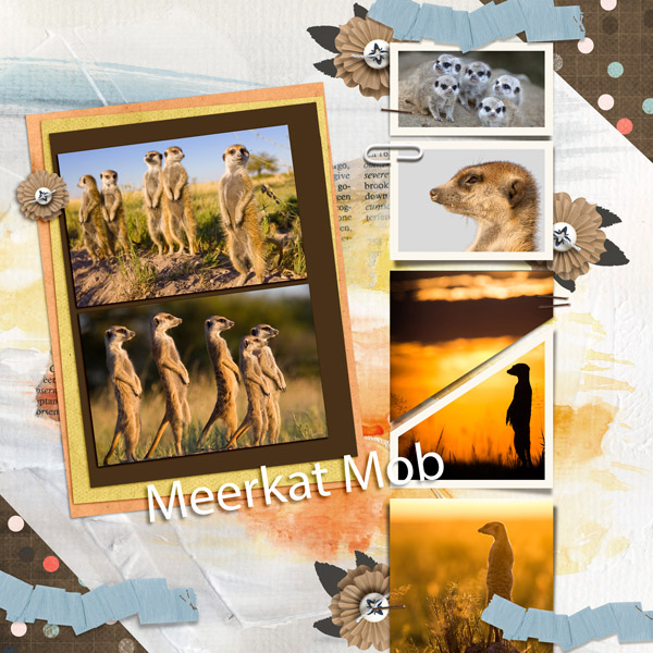 27.Meerkat-Mob