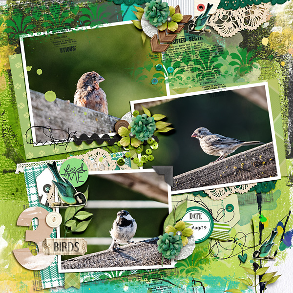 3 Birds