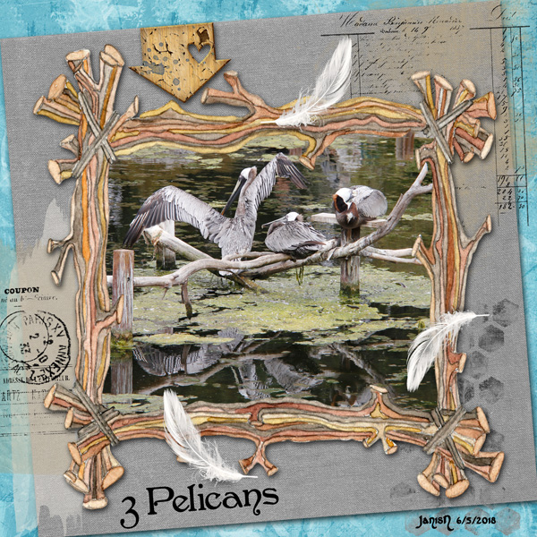 3 Pelicans - June Muse #1