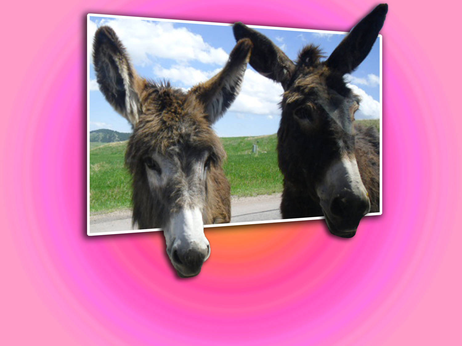 8) MOC Wild Donkeys