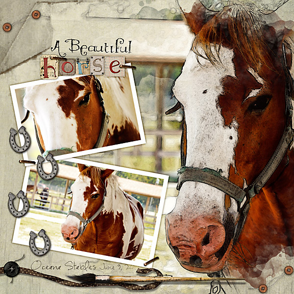 A Beautiful Horse