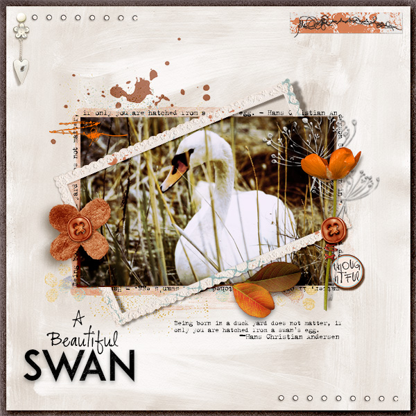 A Beautiful Swan