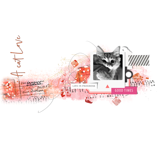 A cat love