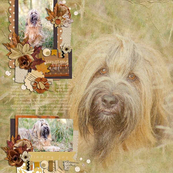 a forest walk