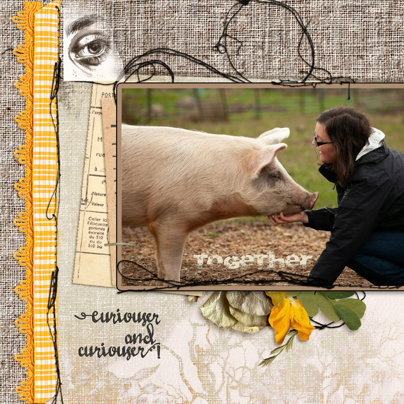 A Nice Pig