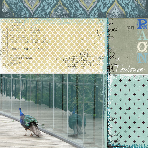 a peacock in Toulouse