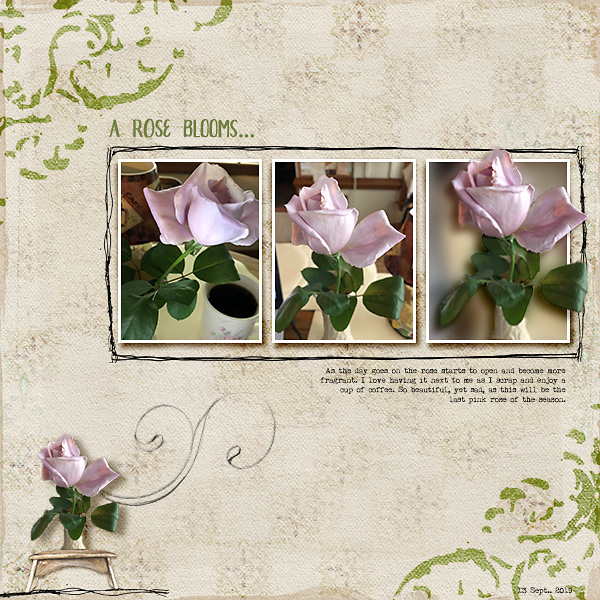 A rose blooms