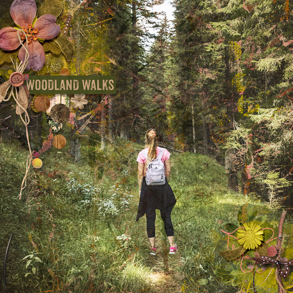 A Walk In The Woods
