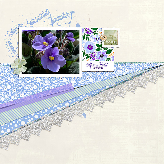 African Violet