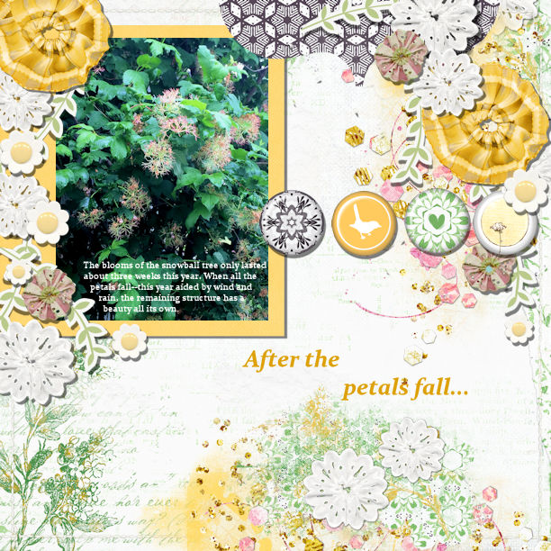 After The Petals Fall