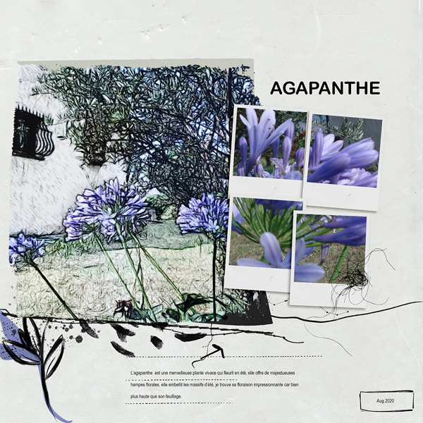 Agapanthe