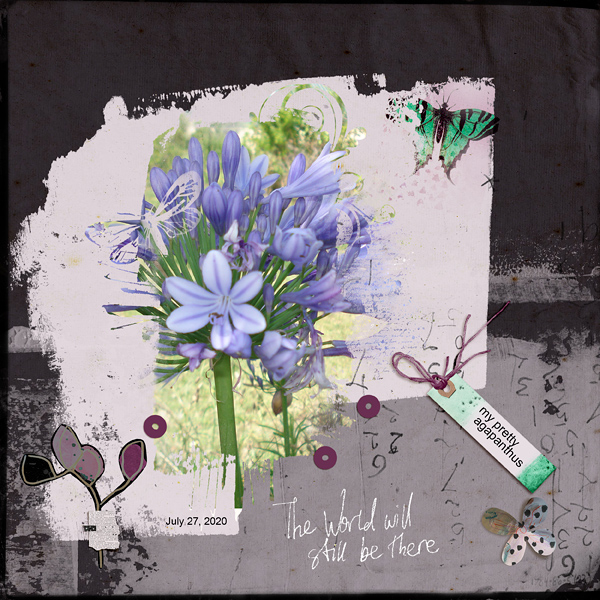 Agapanthus