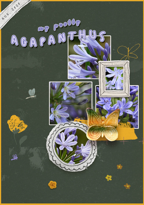 Agapanthus