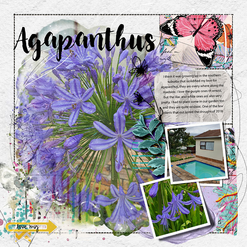 Agapanthus