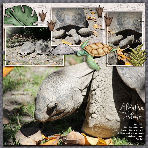Aldabra Tortoise