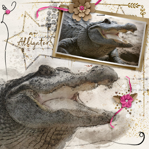 Alligator