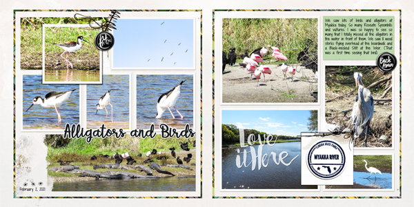 Alligators & Birds