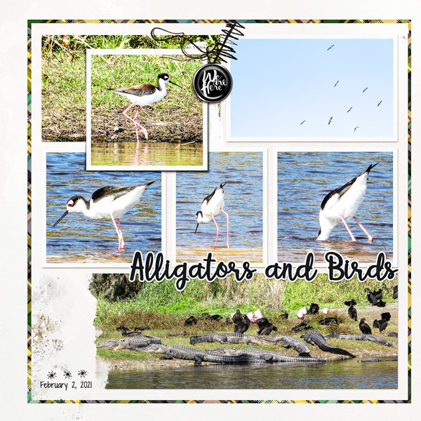 Alligators & Birds_left