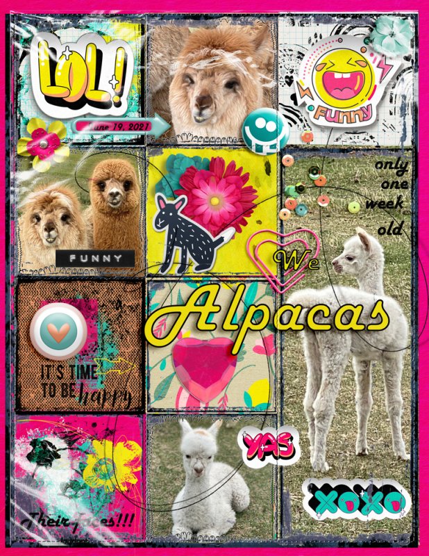 Alpaca Faces