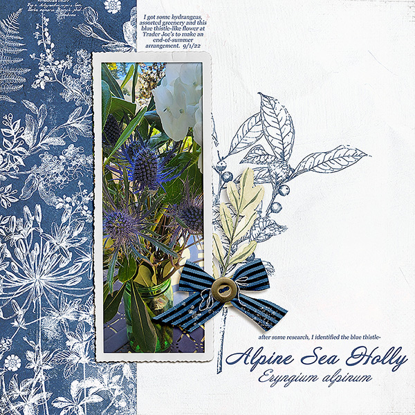 Alpine Sea Holly