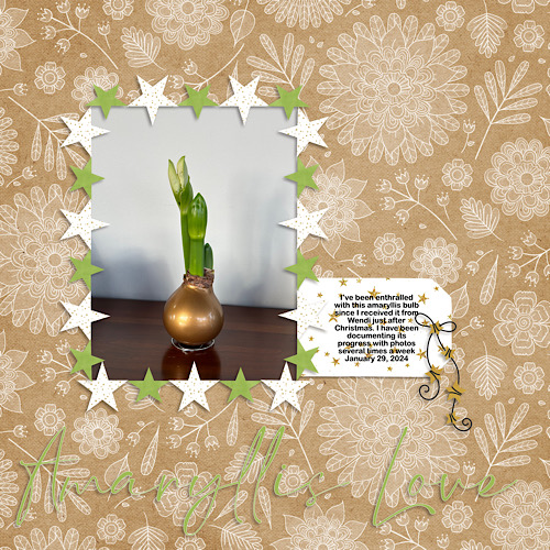 Amaryllis Love