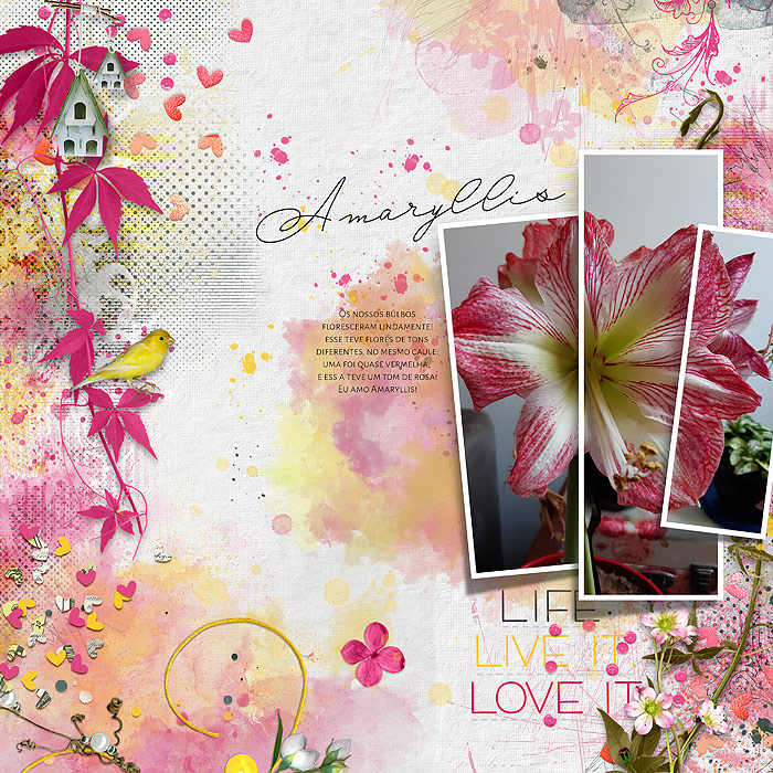 Amaryllis