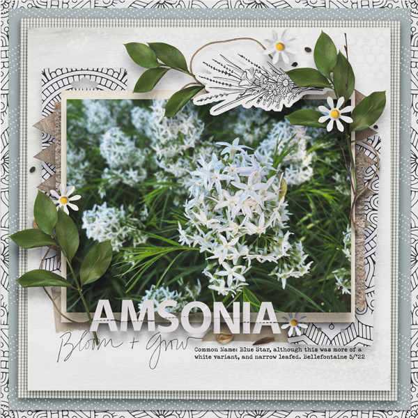 Amsonia(BlueStar)