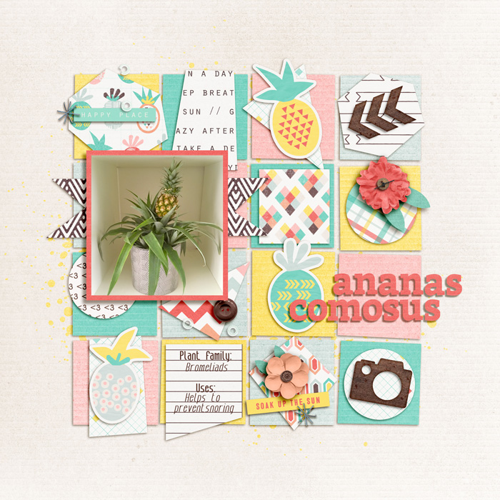 Ananas Comosus