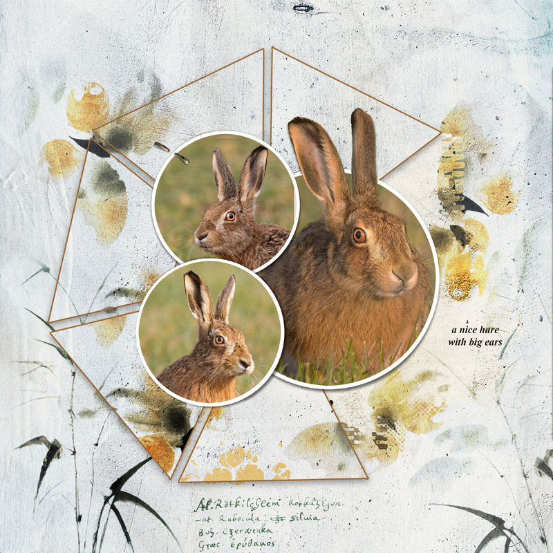 Anice hare with big ears