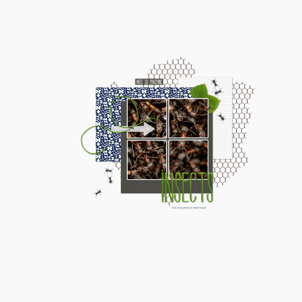 Ants