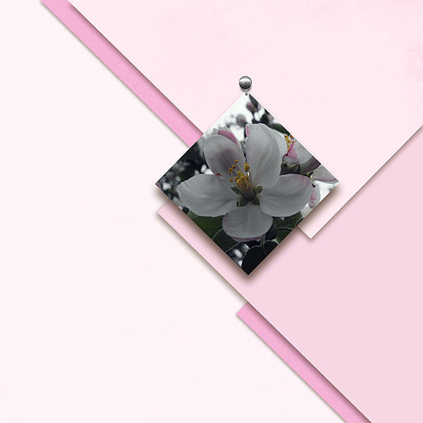 Apple Blossom