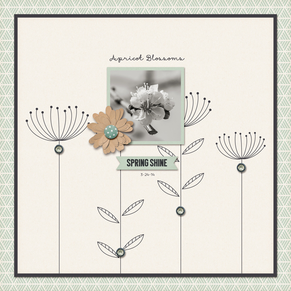 Apricot Blossoms