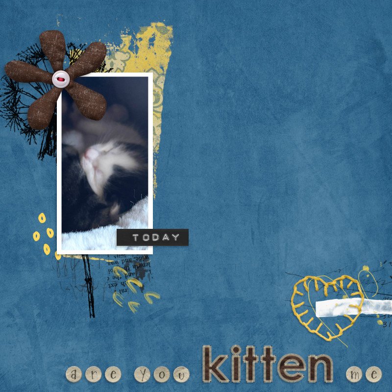Are You Kitten Me