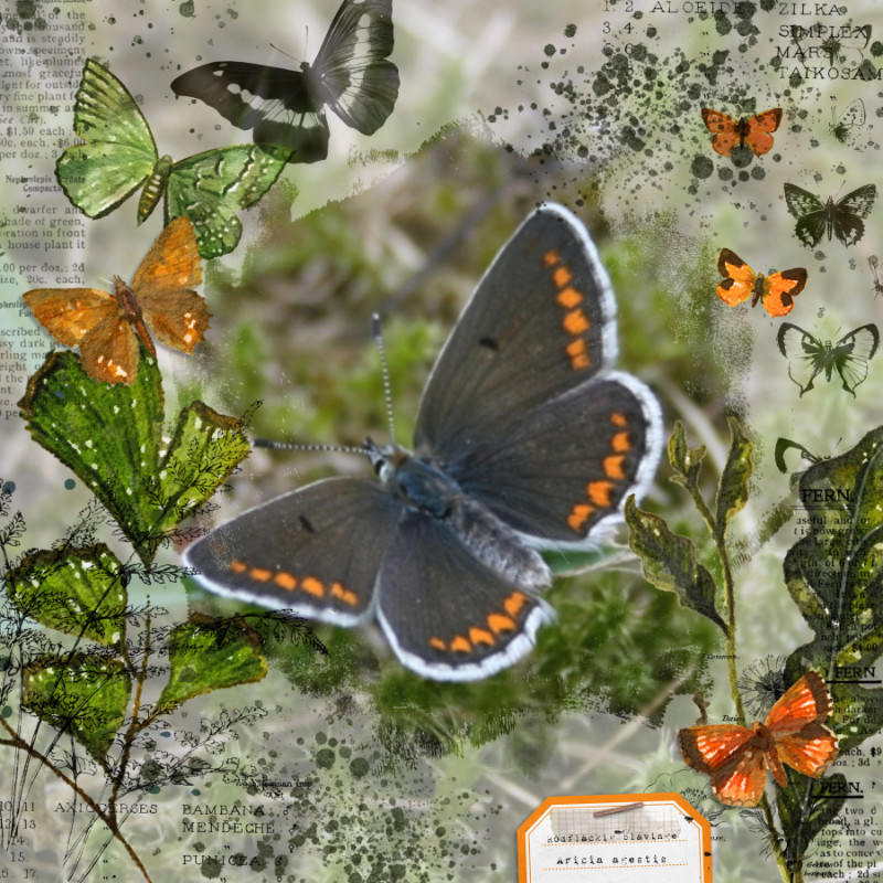 Aricia agestis - Red-spotted bluewing