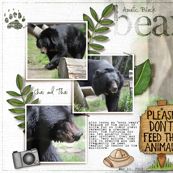 Asiatic Black Bear (junestylechalllt)