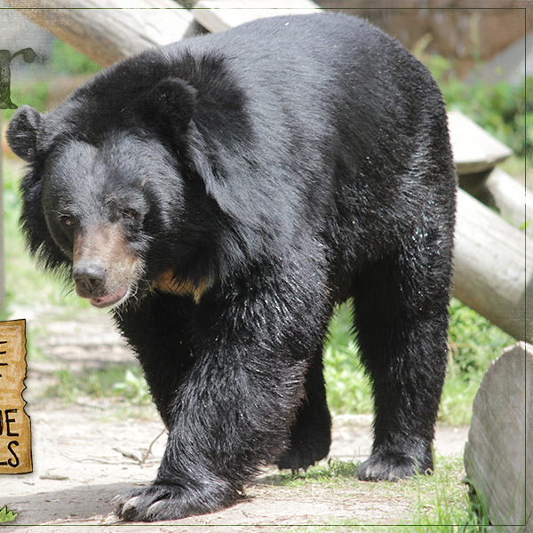 Asiatic Black Bear (junestylechallrt)
